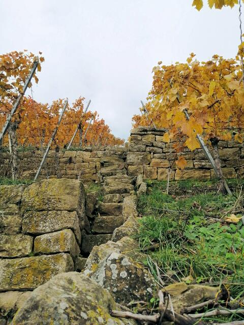 "Wengert - Stäffele" bei Lauffen