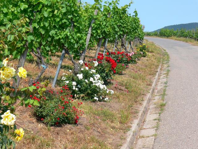 Weg durch die Weinberge