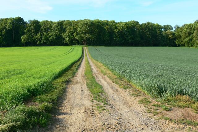 Weg zwischen Gerste und Weizen