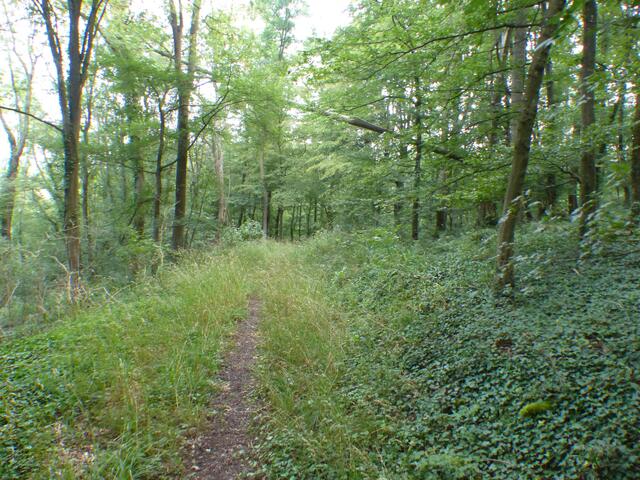 Auf stillem Waldpfad