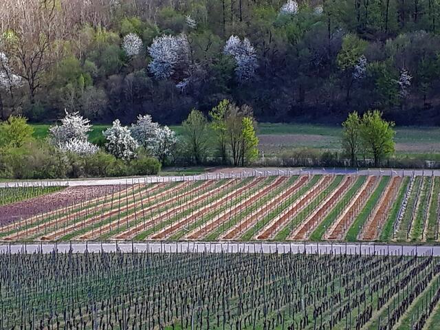 Neipperger Weinbergwege