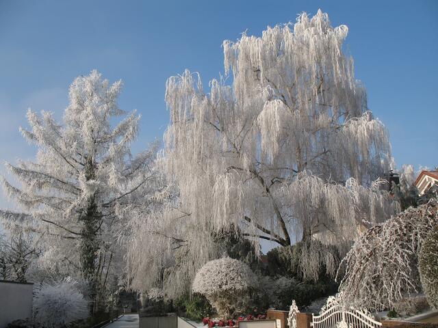 Schwaigerner Fußgängerwegle zwischen raureifüberzogenen Bäumen