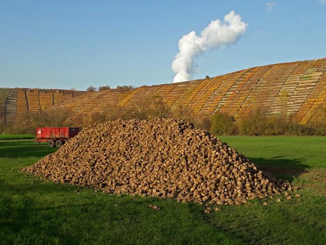 zahlreiche Wengertstaffeln, aber die Weinberge sehen selbst wie Riesentreppen aus.