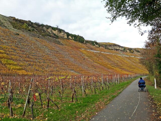auf dem Uferweg von Hessigheim nach Mundelsheim