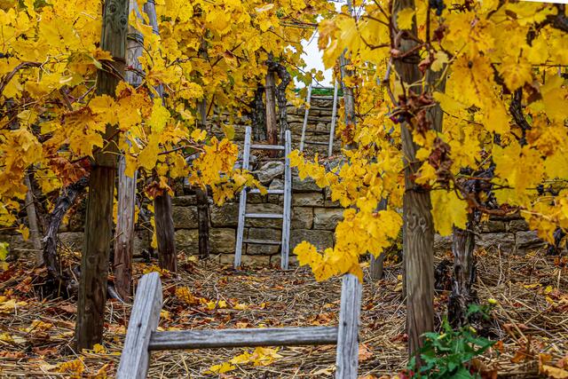 Mit den Leitern zum Ziel ( Hessigheimer Felsgärten)