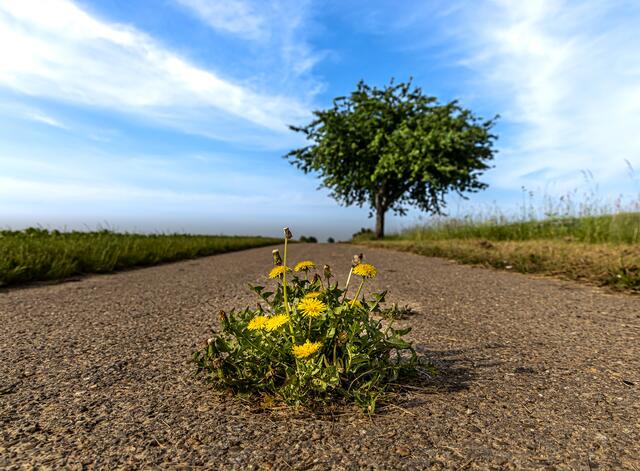 Die Natur setzt sich durch