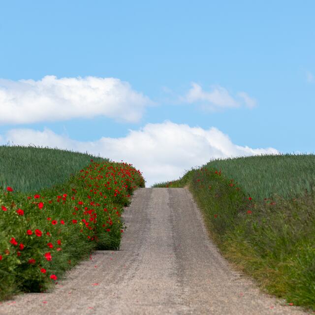 Feldweg im Sommer
