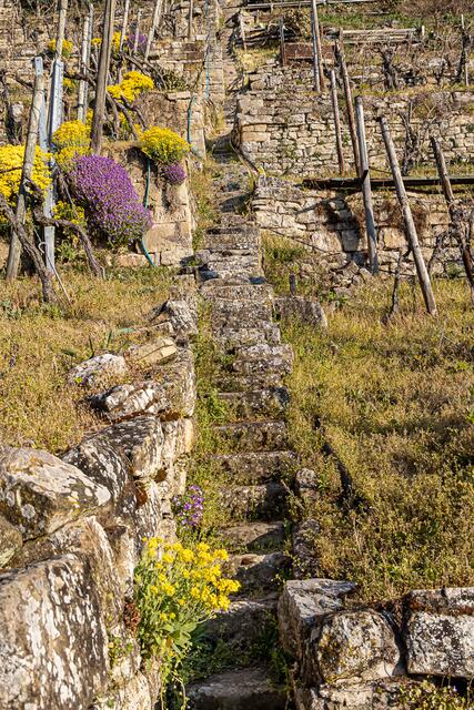 Steillagen in Lauffen