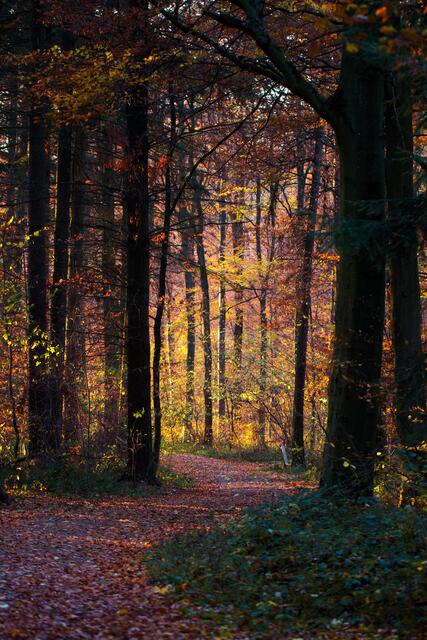 Waldweg Heuchelberger Warte