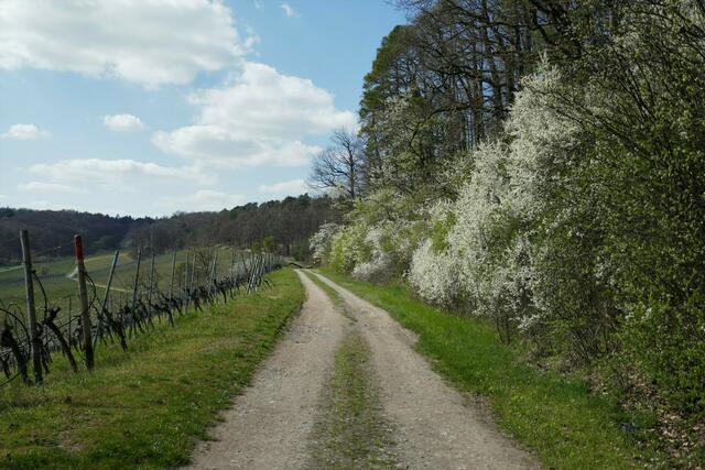Neipperg auf der Höhe