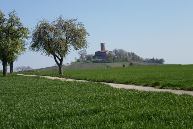 Weg zur Burg Steinsberg