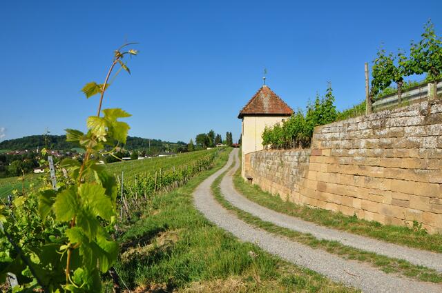 In den Fleiner Weinberge