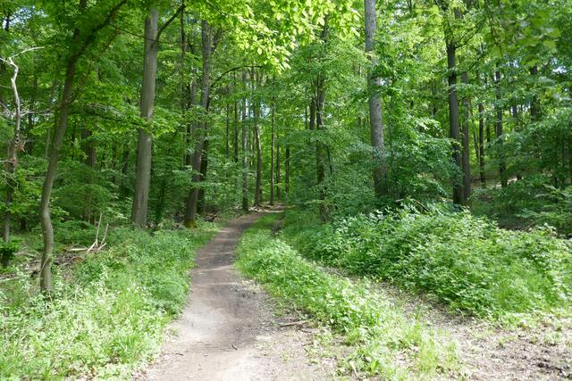 Weg in den grünen Wald