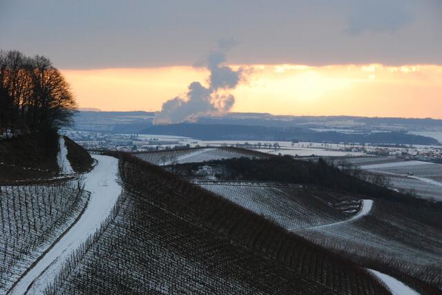 Morgensonnen in den Weinbergen bei Neipperg
