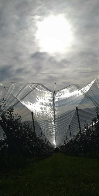 Am Destillat Weg bei Windischenbach, Obstplantage im Gegenlicht.