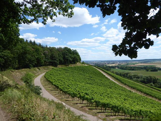 Weinbergwege bei Neipperg