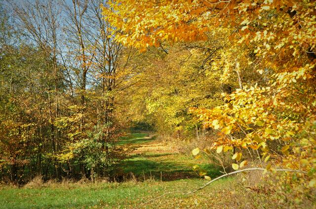 Goldener Weg am Waldrand von Niederhofen