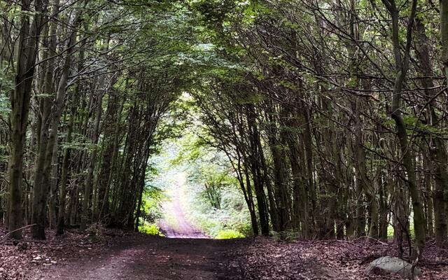 .. aus dem dunklen Wald ...