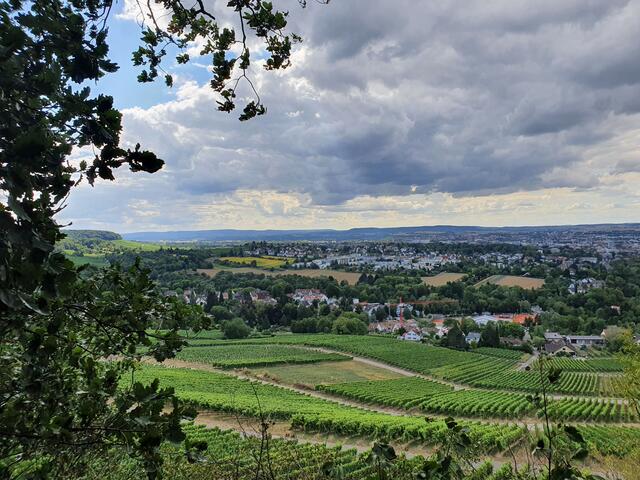 Heilbronner Wege in den Weinbergen