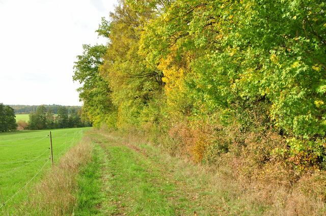Herbstweg bei Niederhofen