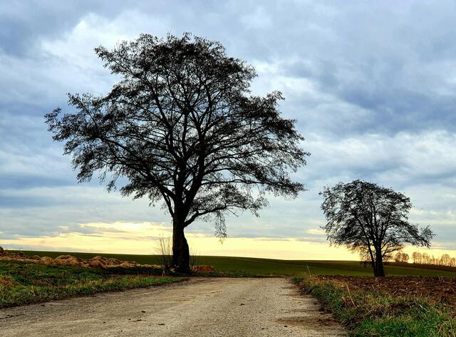 Baum am Weg in der Abendsonne bei Kirchhausen