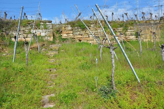 Klingenberger Weinberge