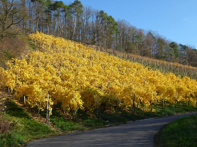 Goldener Oktober in Neipperg