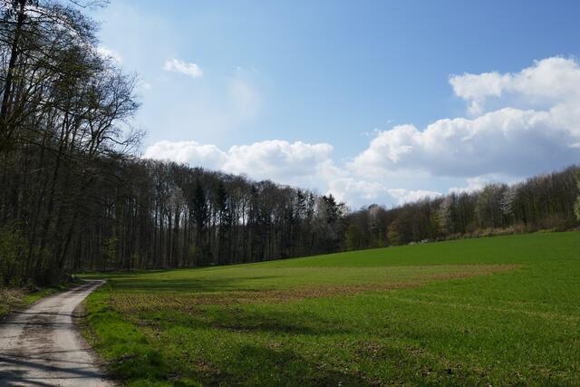 Am Waldrand vom Taschenwald