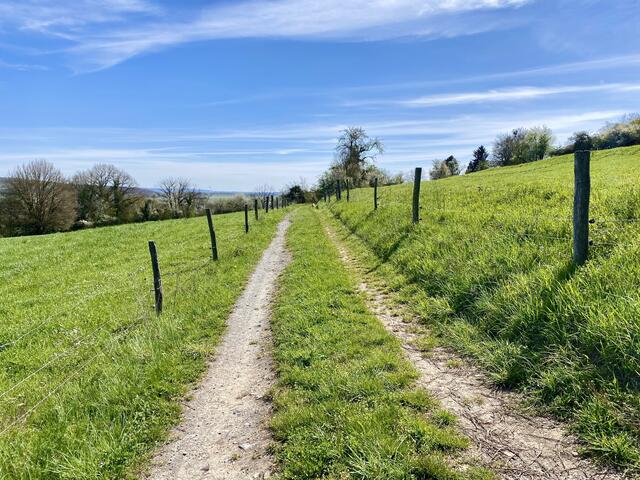Auf dem Michaelsberg (Gundelsheim)