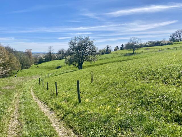 Auf dem Michaelsberg (Gundelsheim)