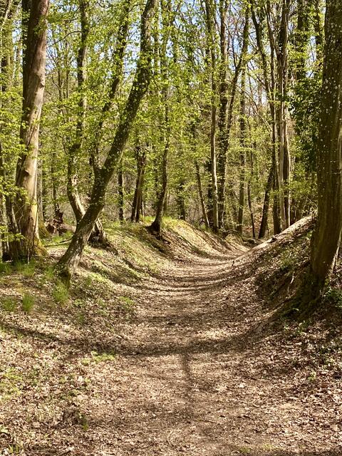 Hohlweg zum Michaelsberg (Gundelsheim)
