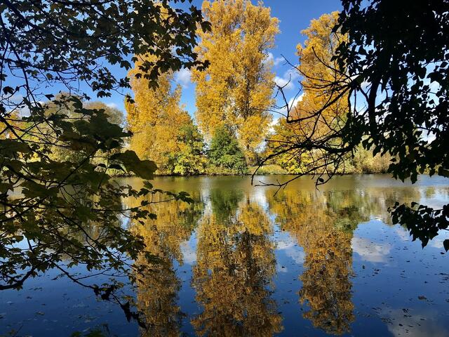 Traumhaft schön, wie sich die goldenen Bäume im Wasser spiegeln. Perfekt eingefangen von Heimatreporterin Gudrun Cremer. | Foto: Gudrun Cremer