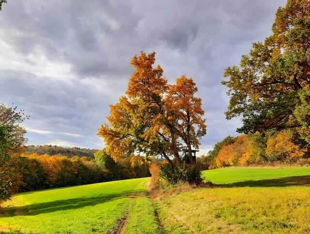 Wiesenweg bei Zweiflingen