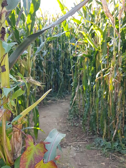 Weg durchs Maislabyrinth