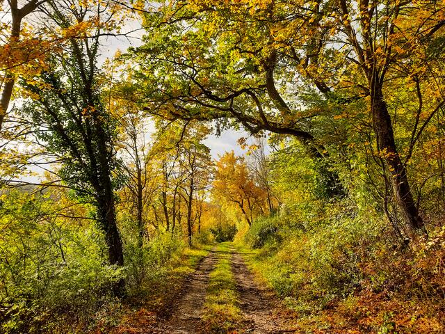 Feldweg bei Zweiflingen