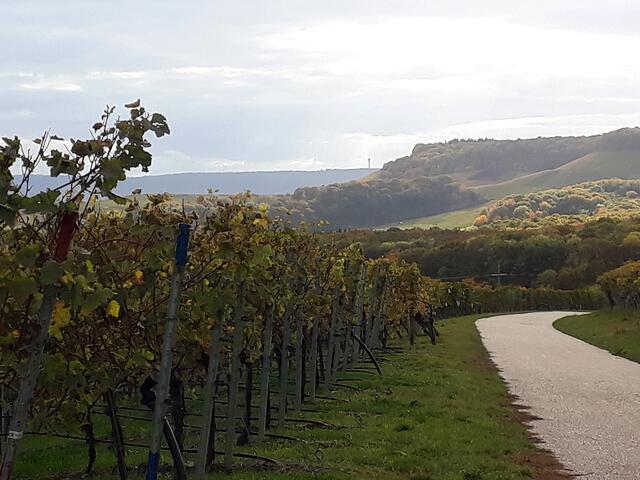 diesiger Spätnachmittag