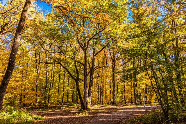 Der Weg bei den Drei Eichen (Neipperg)