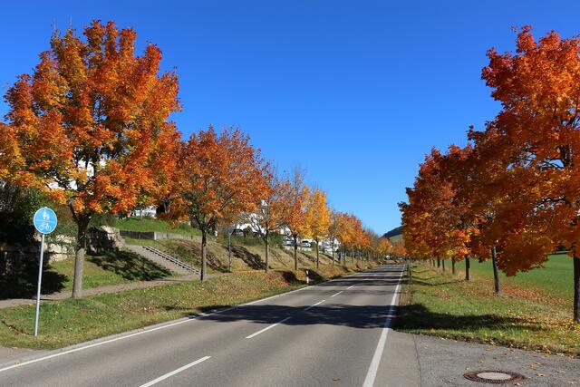 herbstliche Allee nach Bretzfeld