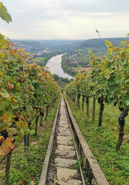 Wandern rund um die Hessigheimer Felsengärten und den Käsberg