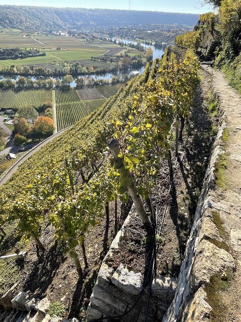 Am Neckar bei Mundelsheim