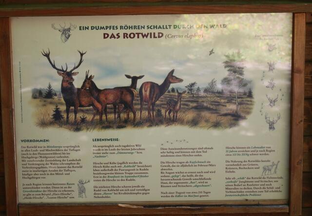 Info Tafel über das Rotwild