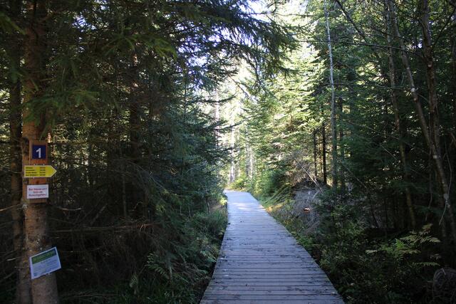Eine natürliche gewachsene Allee von Moosbirken flankiert den Steg