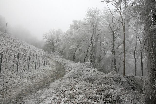 Märchenhafter Fußweg am Heuchelberg