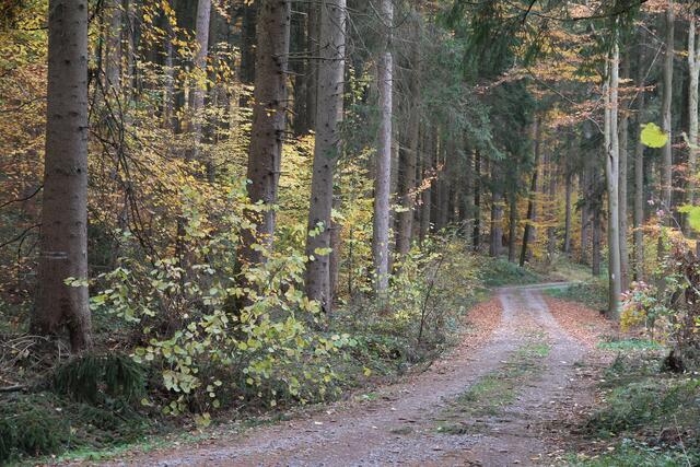 Herbstlicher Waldweg bei Dahenfeld