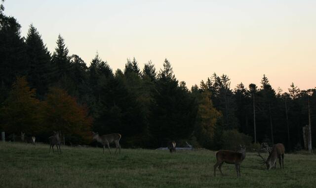 Abendstimmung auf dem Kaltenbronn