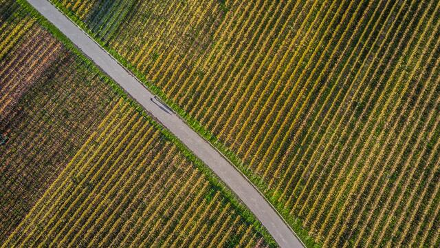 Spaziergang am Heuchelberg