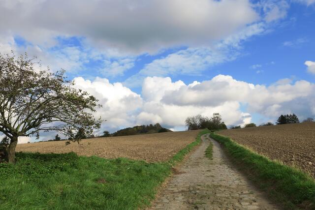 Alter Weg zum Scheuerberg