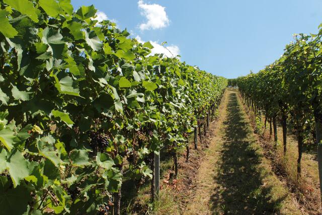 Weg zwischen den Weinreben in Neckarsulm
