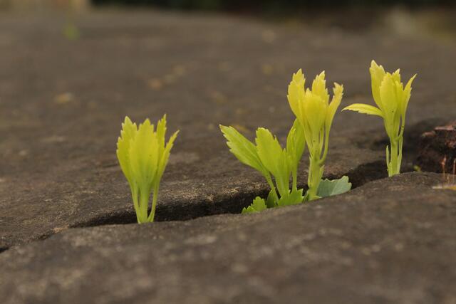 Die Pflanzen finden ihren eigenen Weg...