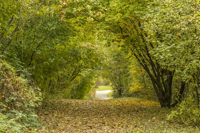 Herbstlicher Weg im Ziegeleipark zum ... ?